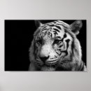 Buscar tigres posters Lindo