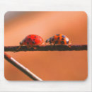 Buscar ladybug alfombrillas de raton Insecto
