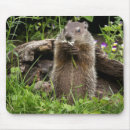 Buscar marmota alfombrillas de raton Fauna