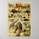 Buscar rinoceronte africano posters Jirafa