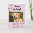 Buscar perro feliz tarjetas Gato