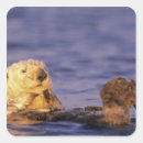 Buscar monterey pegatinas Naturaleza