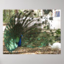 Buscar pavo real posters Vida silvestre