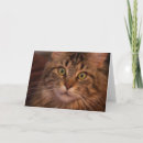 Buscar coon de maine tarjetas Gatito