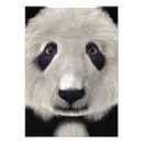Buscar panda kawaii posters Animal