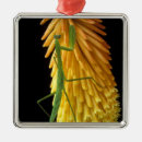 Buscar insectos verdes adornos Mantis