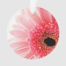 Buscar gerberas adornos Para todos