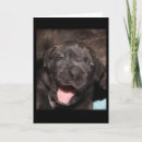 Buscar cane corso tarjetas Perro