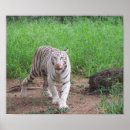 Buscar tigre de bengala posters Naturaleza