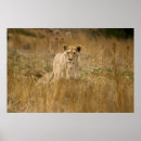 Buscar leones posters Naturaleza
