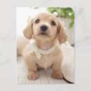 Buscar suavidad postales Dachshund