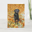 Buscar labrador negro tarjetas Caída