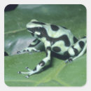 Buscar frog pegatinas Verde