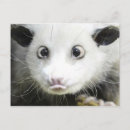 Buscar heidi postales Animales