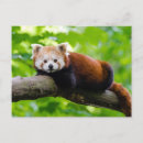 Buscar oso panda postales Para todos