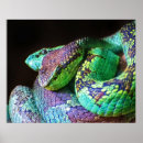 Buscar serpientes posters Reptiles