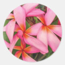 Buscar plumeria pegatinas Frangipani
