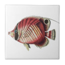 Buscar fish azulejos Naturaleza