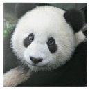 Buscar oso blanco y negro azulejos 6 º pesadilla