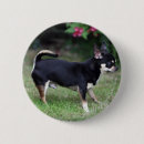 Buscar corte de pelo chapas Perro