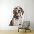 Buscar beagles fotografía Para todos