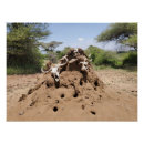 Buscar tanzania posters Tanzanía