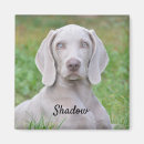 Buscar weimaraner imanes Amante de los perros