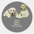 Buscar goldie postales Golden retriever