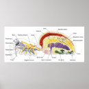 Buscar anatomía interna posters Gráfico