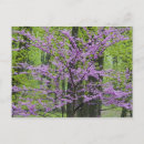 Buscar redbud postales Rosa