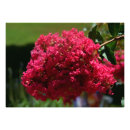 Buscar mirto posters Rosa