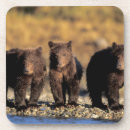 Buscar garras de oso posavasos Omnívoro