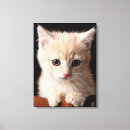 Buscar ginger lienzos Gato