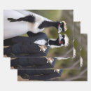 Buscar emu papel de regalo Divertido