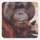 Buscar orangutan pegatinas Retrato