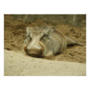 Buscar wallow Cerdo