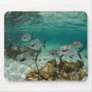Buscar belice alfombrillas de raton Caribe