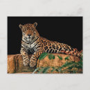 Buscar jaguar negro postales Animales