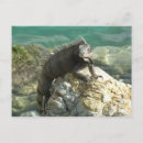 Buscar iguanas postales Vida silvestre