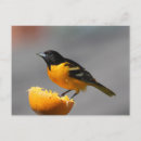 Buscar oriole postales Aves