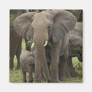 Buscar serengeti imanes África