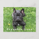 Buscar french bulldog postales Frenchie