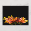 Buscar margaritas postales Flor floral