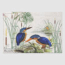 Buscar cattail Charca