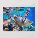 Buscar tortugas de mar postales General y unisex