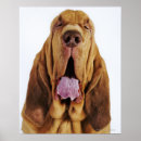 Buscar ojos cerrados posters Animales domésticos