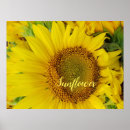 Buscar luminosos posters Amarillo