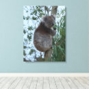 Buscar koalas lienzos Para todos