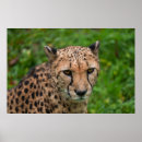Buscar depredadores posters Vida silvestre
