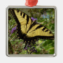 Buscar golondrinas adornos Naturaleza